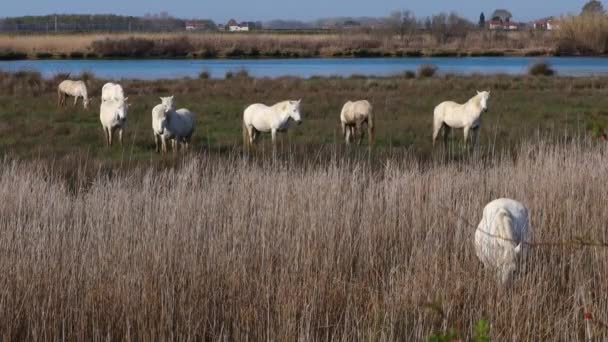 Camargue Bílí Koně Krásné Ráno Deltě Řeky Soa Blízkosti Staranzano — Stock video