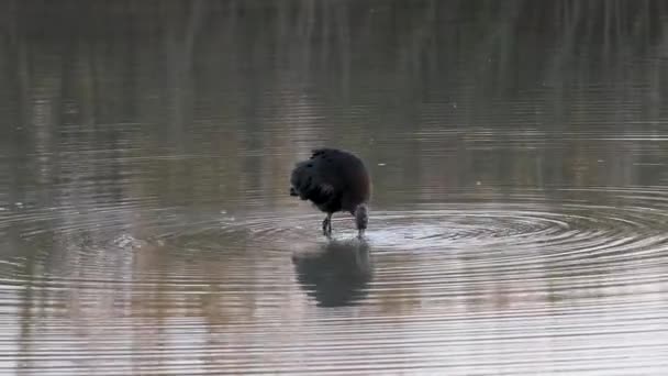 Glanzende Ibis Latijnse Naam Plegadis Falcinellus Watervogel Het Lage Water — Stockvideo