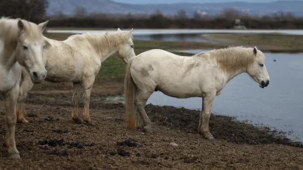 Camargue Λευκά Άλογα Ένα Όμορφο Πρωινό Στο Δέλτα Του Ποταμού — Αρχείο Βίντεο