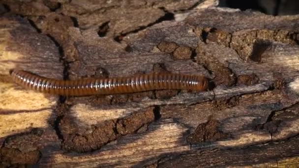 Millipede Cylindroiulus Caeruleocinctus Close Macro Pest Tree Parasite — Stok Video