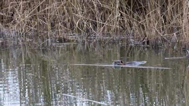 Nutria Myocastor Coypus Swimming Looking Food Swamp Delta River Soa — Video Stock