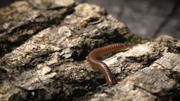Millipede Cylindroiulus Caeruleocintus Close Macro Pest Tree Parasite — Αρχείο Βίντεο