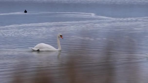Două Păsări Lebedă Înotând Râul Isonzo Râul Soa Lumina Zilei — Videoclip de stoc