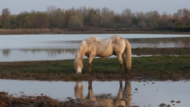 日落时分 伊松佐河三角洲受保护沼泽带着骆驼在牧场上的宁静 — 图库视频影像