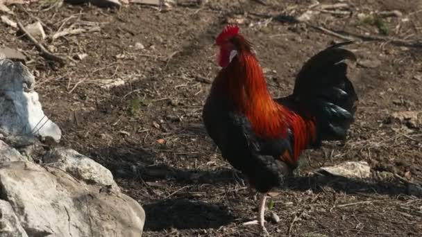 Altsteirer Styrian Hen Autochthonous Autonomous Breed Domestic Chicken Originating Slovenia — Stock Video