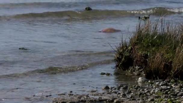 苏亚河三角洲的亚得里亚海Scyphozoa水母或简称真水母 — 图库视频影像
