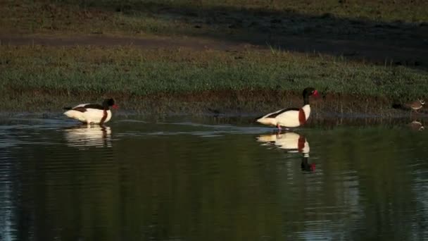 Bir Çift Shelduck Tadorna Tadorna Sabahları Soa Nehri Deltası Ndaki — Stok video
