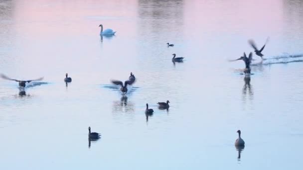 最初の朝のライトで沼の水面から離陸するカナダのジーズのグループ — ストック動画