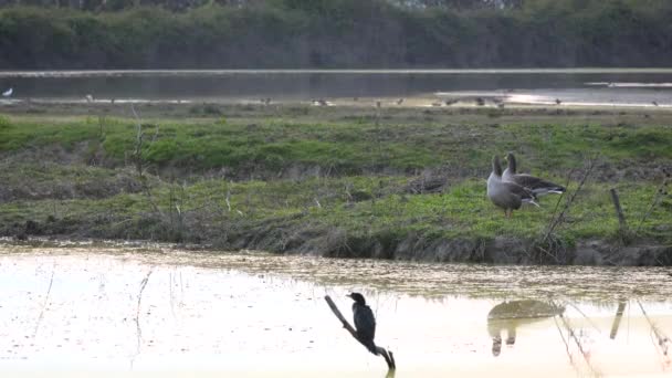 野生野猪横穿沼泽 而其他鸟类则在意大利弗留利西亚的索拉河三角洲野生动物保护区和保护区观察野猪 — 图库视频影像