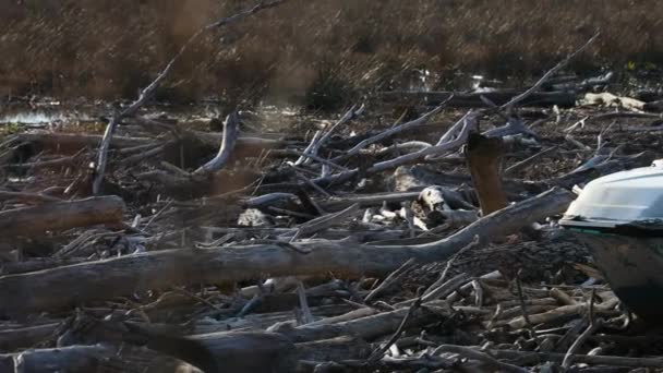 Opustoszenie Delcie Rzeki Soca Isonzo Włoszech Drewnem Odpadami Wszelkiego Rodzaju — Wideo stockowe