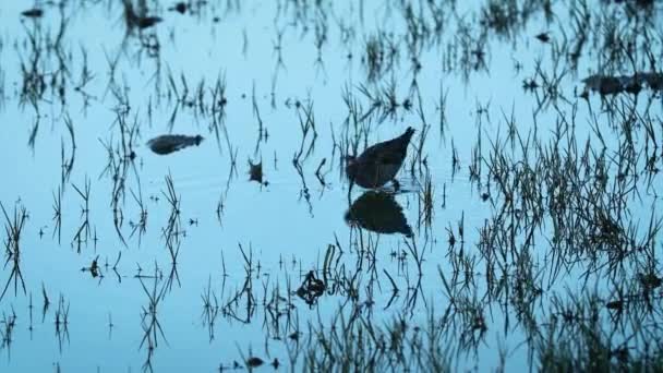 水鸟晨间沼泽的复制空间背景 — 图库视频影像