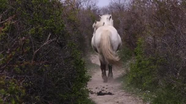 野生の白いカマルグの馬のグループは荒野の道に近づいています リアビュー — ストック動画