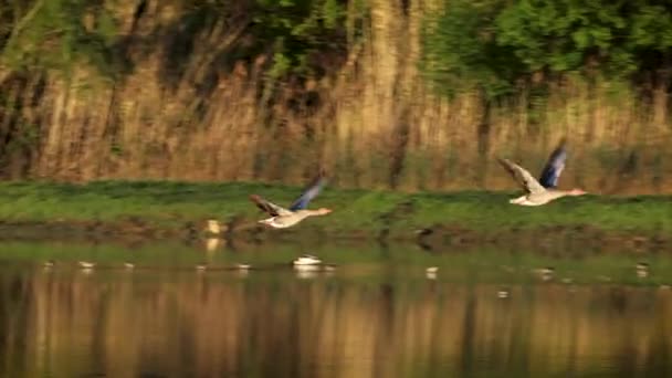 3人のカナダのGeeseが離陸し 飛行後のカラフルな暖かい光の最初の日の出の光線で朝の湿地の上を飛ぶ — ストック動画