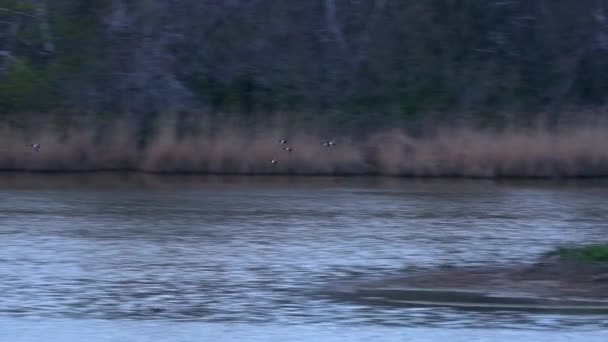 池から池までの食料を探すための水鳥の朝移住 — ストック動画