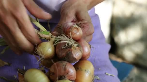 Mujer Caucásica Adulta Cerca Tejiendo Pan Tradicional Cebollas Eslovenia — Vídeos de Stock