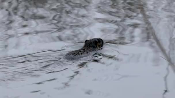 Нутрия Myocastor Coypus Плавание Поиск Пищи Болоте Дельта Реки Соа — стоковое видео