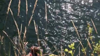 Kafkasyalı Yetişkin Kadın Nehirde Yüzüyor Önü ve Arkası güzel