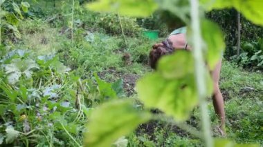 Yetişkin Kafkasyalı Kadın Çiftçi, kişisel sebze bahçesinden havuç topluyor.