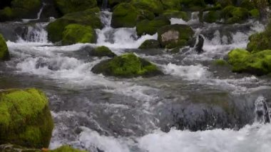 Yeşil Yosun kaplı Alp Taze Temiz Su Akıntısı, Bovec Slovenya Gljun Baharı