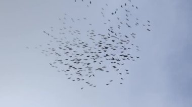 Göçmen kuşlar büyük bir sürü halinde gökyüzünde uçarlar.