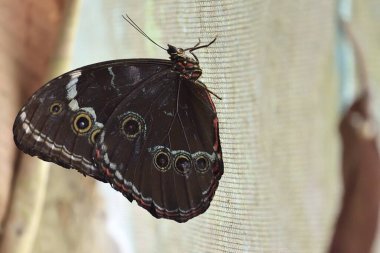 Büyüleyici bir orman kelebeği, Baykuş gözü kanat deseni, bir Iquitos, Peru 'daki bir ağ yüzeyinde, kelebek sığınağında duruyor. Güneş ışığıyla vurgulanan karmaşık desenler çarpıcı bir kontrast yaratır..