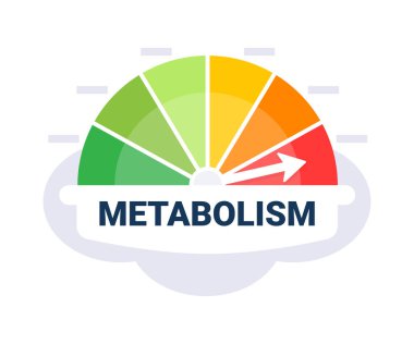 Metabolik Oran Değerlendirme Vektör Resimlerini Renkli Metabolizma Bölgeleriyle Ölçekle.