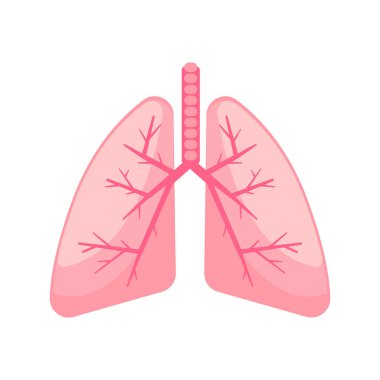 Yumuşak pembe tonlarda insan akciğerlerinin sadeleştirilmesi bronşiyal ağaç yapısını vurguluyor..