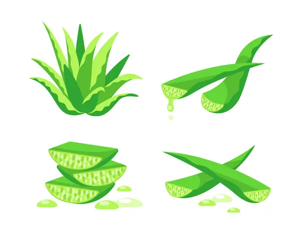 Bir set Aloe Vera. Aloe vera bitkisinin özü sapından damlar. İlaç bitkisi yaprakları.