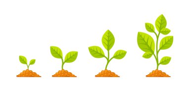 Tree grow with green leaf. Phases plant growing. Stages increase of finance in entrepreneurship