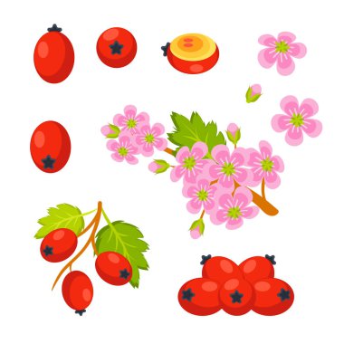 Botanik illüstrasyonunda dal, çiçek, yaprak ve Hawthorn bitkisinin böğürtlenleri görülüyor.