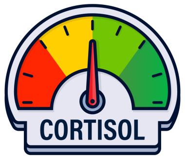 Kortizol Düzey Ölçüm Ölçümleri, Stres ve Hormonal Denge Göstergeleri ile İllüstrasyon Ölçümleri.