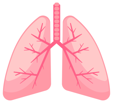 Yumuşak pembe tonlarda insan akciğerlerinin sadeleştirilmesi bronşiyal ağaç yapısını vurguluyor..