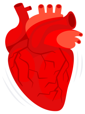 İnsan kalbi. Venöz sistemli kalp. Kardiyoloji, anatomi konsepti. resimleme.