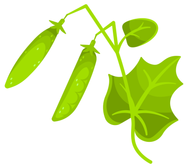 Olgun yeşil bezelye seti. Çiğ soya