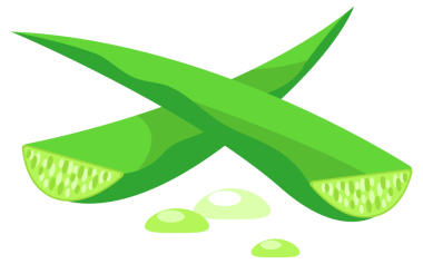 Bir set Aloe Vera. Aloe vera bitkisinin özü sapından damlar. İlaç bitkisi yaprakları.