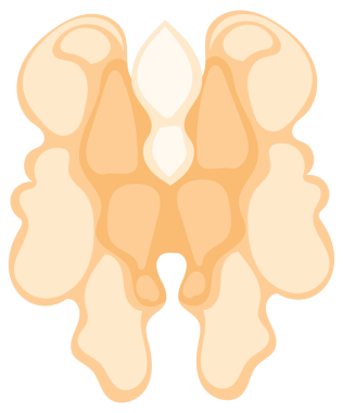 Kabuğunu, çekirdeğini ve yapraklarını çeşitli hallerde sunan bir ceviz tasviri.