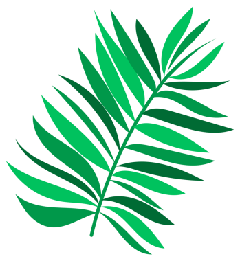 Palmiye yapraklı hindistan cevizi. Kırık hindistan cevizi. Yaz meyveleri.