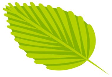 Fındıklar olgunluğun çeşitli aşamalarında, ceviz, kabuk ve çekirdek sergilenerek, bu popüler fındık için kapsamlı bir görsel rehber sağlar..