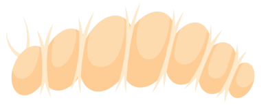 Renkli tırtıllar sürünüyor ve gülümsüyor çizgi film karakteri tasarımı düz çizim.