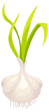 Yeşil saplı tüm sarımsak soğanları, ayrı karanfiller ve kökler, bitkinin büyüme aşamalarını gösteriyor.