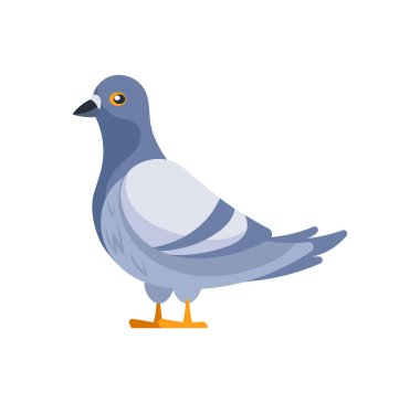 Beyaz arka planda duran ve bakan bir güvercinin basit karikatür tarzı çizimi