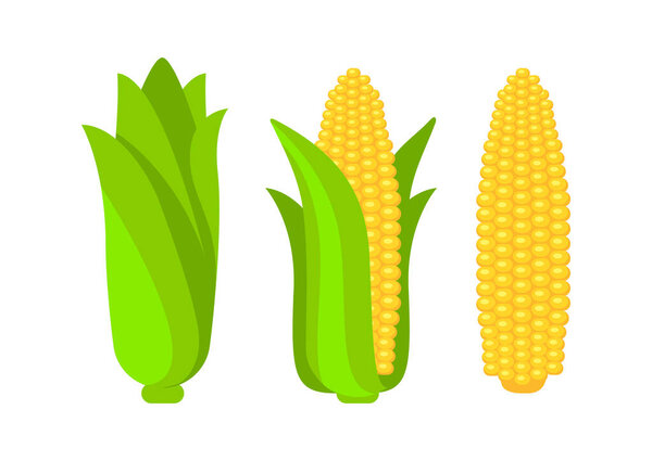 Three corn cobs showing different stages of ripeness, from fully covered to fully exposed maize