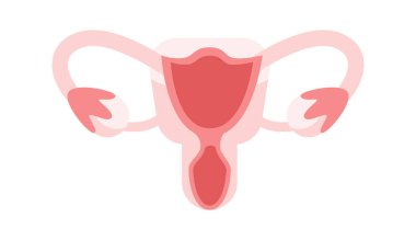 Rahim, fallop tüpleri ve yumurtalıkların yer aldığı kadın üreme organlarının tıbbi çizimi, kadınların sağlık bilincini artırıyor.