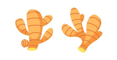 İki parça zencefil kökü, nadir bulunan baharatları ve renkleri sergiliyor. Genellikle yemek ve geleneksel tıpta kullanılır.