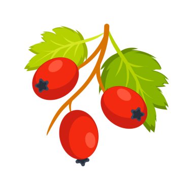 Yeşil yapraklı bir dalda asılı taze ve sulu dikenli meyveler sağlıklı yemek ve doğal ilaçlar için mükemmel.