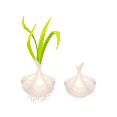 İki sarımsak soğanı, biri yeşil lahanalı, diğeri beyaz arka planda izole edilmiş, sağlıklı besin ve mutfak malzemelerini temsil ediyor.