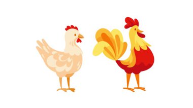 Canlandırılmış tavuk ve horoz beyaz ve yeşil ekran arka planında izole