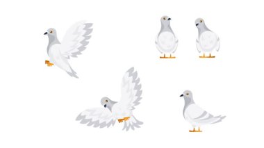 Çizgi film beyaz güvercin karakter canlandırma cetveli beyaz ve yeşil ekran arkaplanı üzerinde izole