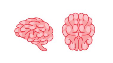 Biçimlendirilmiş pembe insan beyni beyaz ve yeşil ekran arka planında dönüyor ve hareket ediyor