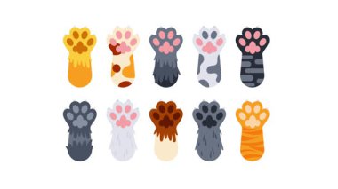 Farklı renklerde kedi patileri beyaz ve yeşil ekran arkaplanlarında gösteriliyor